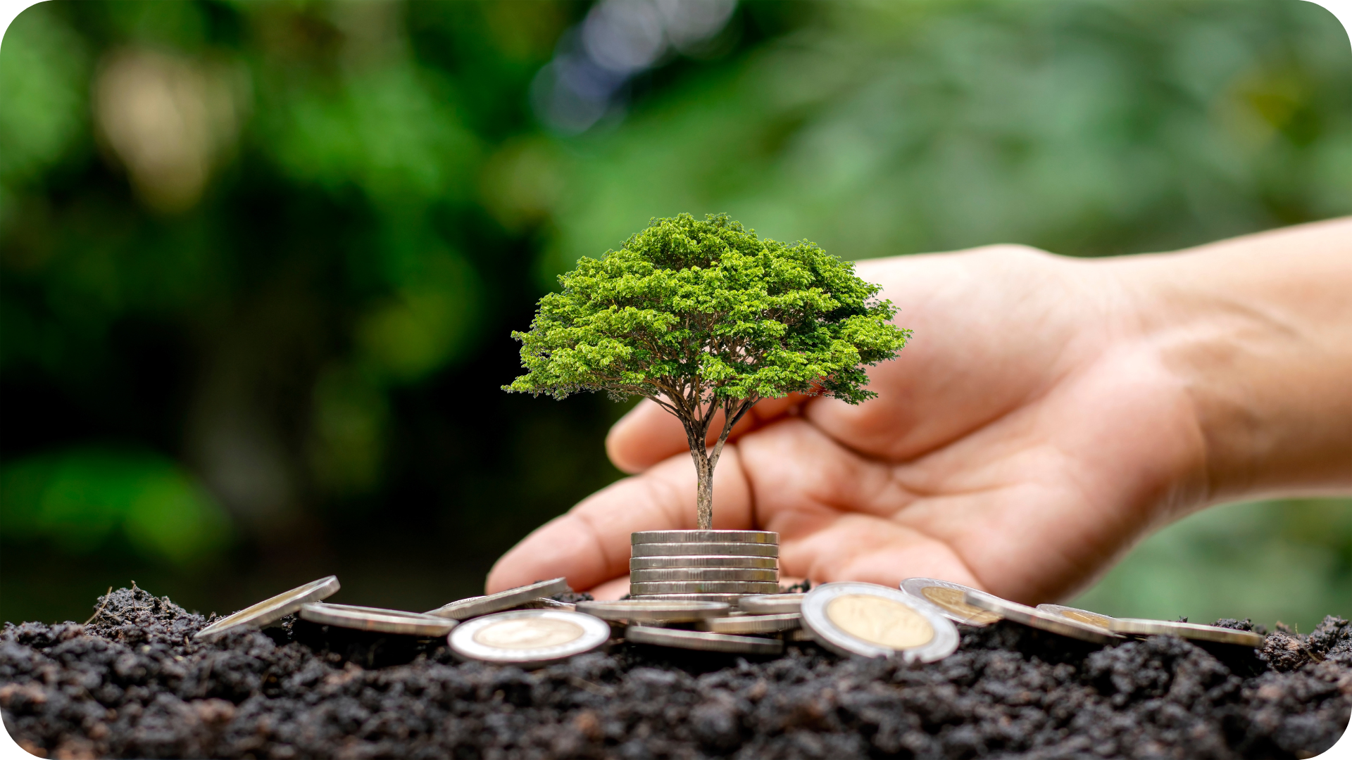 Hand nurturing a small tree growing from stacked coins in soil, symbolising sales optimisation and a healthy pipeline.